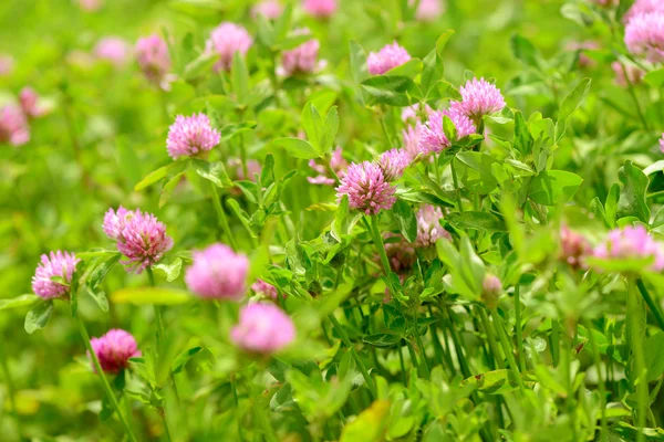 Clover Fleurs dans le fond du champ — Photo