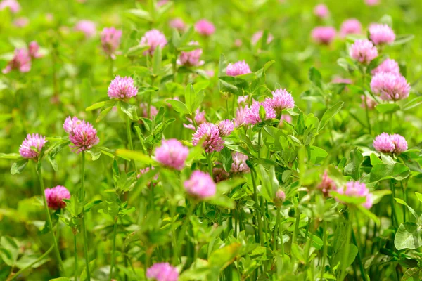 Trevo Flores no fundo do campo — Fotografia de Stock