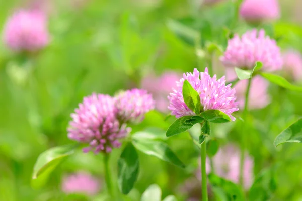 Clover Fleurs dans le fond du champ — Photo