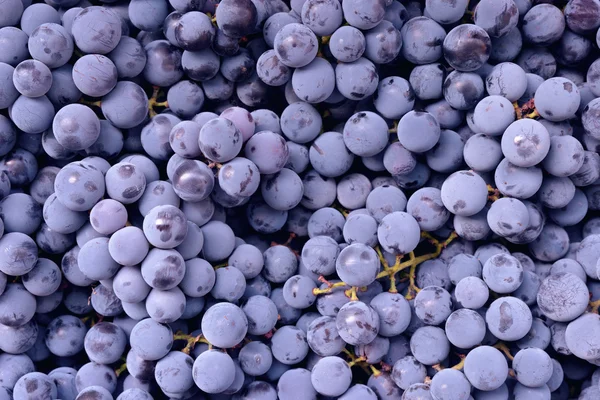 Червоний виноград. Тло темного винограду. Ізабелла виноград. Синій виноград. Виноградна лоза . — стокове фото