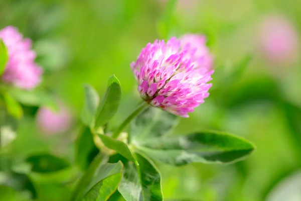 Clover Flowers in the field background Stock Picture