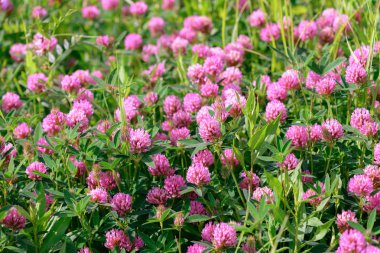 Alan arka plan yonca çiçek