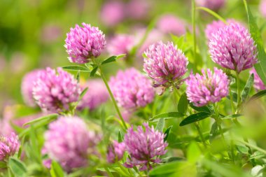 Alan arka plan yonca çiçek