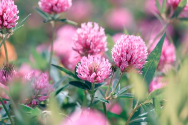 Alan arka plan yonca çiçek