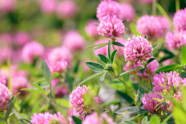 Clover Fleurs Dans Fond Champ — Photo