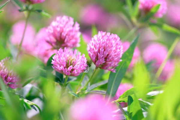 Alan arka plan yonca çiçek