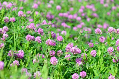 Alan arka plan yonca çiçek