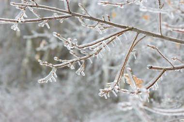 Ağaç dalları buzun içinde donmuş. Kış orman içinde donmuş ağaç dalı.