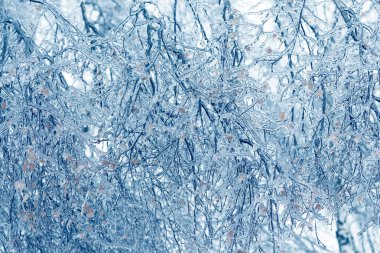 Ağaç dalları buzun içinde donmuş. Kış orman içinde donmuş ağaç dalı.
