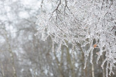 Ağaç dalları buzun içinde donmuş. Kış orman içinde donmuş ağaç dalı.