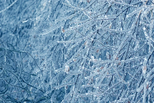 Ramos de árvores congelados no gelo. Ramo de árvore congelado na floresta de inverno . — Fotografia de Stock