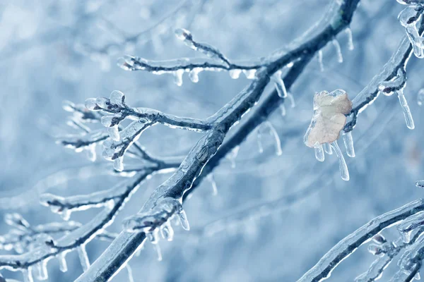 Ramos de árvores congelados no gelo. Ramo de árvore congelado na floresta de inverno . — Fotografia de Stock