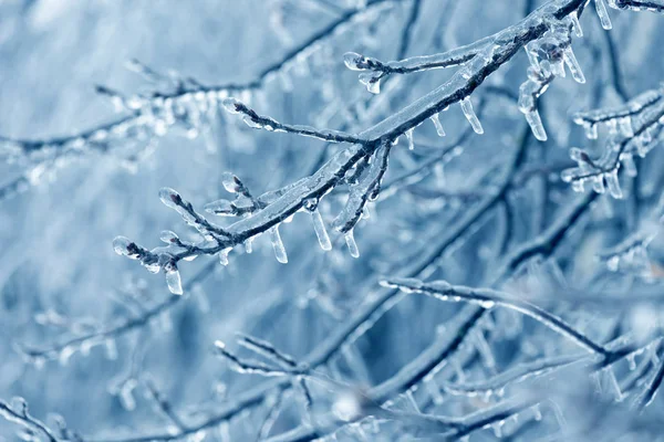 Rami di alberi congelati nel ghiaccio. Ramo d'albero congelato nella foresta invernale . — Foto Stock