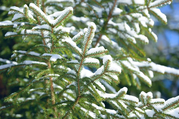 冬季冷杉树枝上覆盖着积雪 冬季森林中的冰冻树枝 — 图库照片