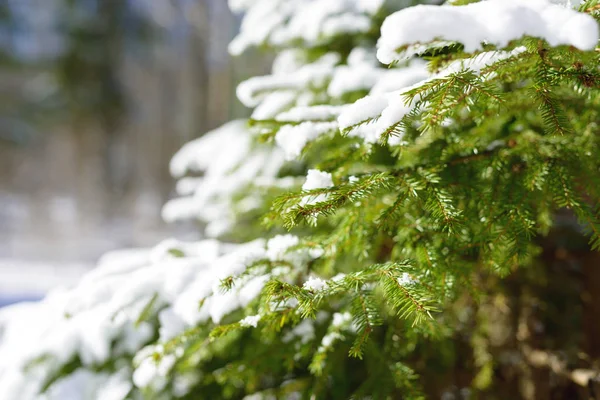 Winter fir tree branches covered with snow. Frozen tree branch in winter forest. Spruce