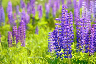 Lupinus, lupin, acı bakla alan pembe mor ve mavi çiçekli