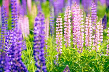 Lupinus, lupin, acı bakla alan pembe mor ve mavi çiçekli
