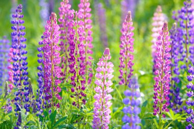 Lupinus, lupin, acı bakla alan pembe mor ve mavi çiçekli