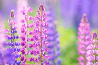 Lupinus, lupin, acı bakla alan pembe mor ve mavi çiçekli