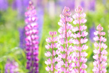 Lupinus, lupin, acı bakla alan pembe mor ve mavi çiçekli