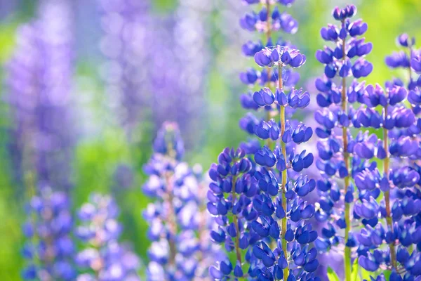 Lupino, altramuz, campo de altramuz con flores rosa púrpura y azul —  Fotos de Stock