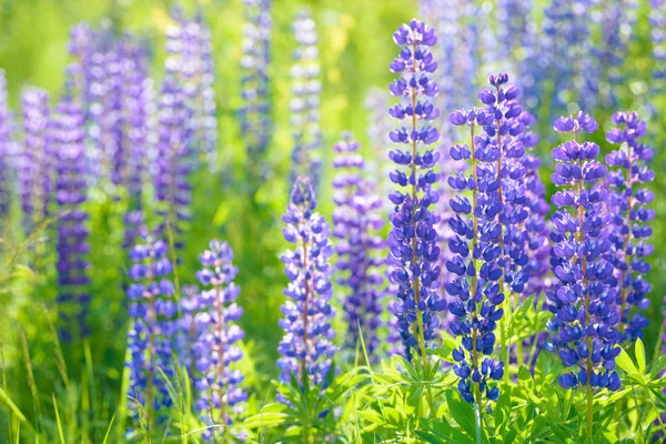 Lupinus, Lupine, Lupinenfeld mit rosa lila und blauen Blüten — Stockfoto