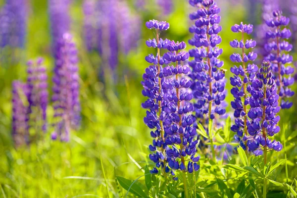 Lupino, tremoço, campo de tremoço com flores roxas e azuis rosa — Fotografia de Stock