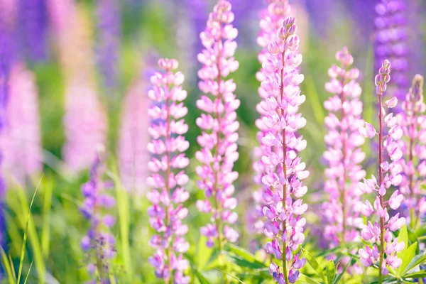 Lupino, tremoço, campo de tremoço com flores roxas e azuis rosa — Fotografia de Stock