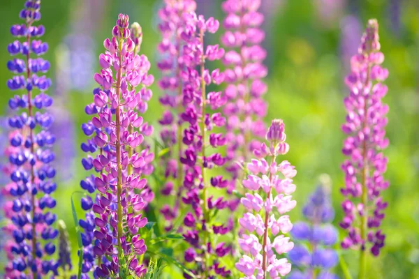 Lupin, lupin, champ de lupin avec des fleurs roses violettes et bleues — Photo