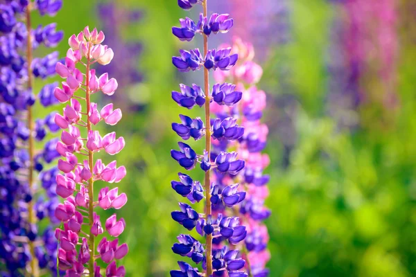 Lupino Lupino Campo Lupino Con Fiori Rosa Viola Blu — Foto Stock