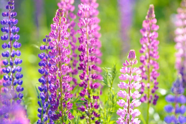 羽扇，卢平，羽扇豆领域粉红色紫色和蓝色的花朵 — 图库照片
