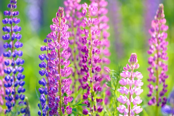 Люпин, Люпин, Люпин поле с розовым фиолетовым и голубыми цветами — стоковое фото