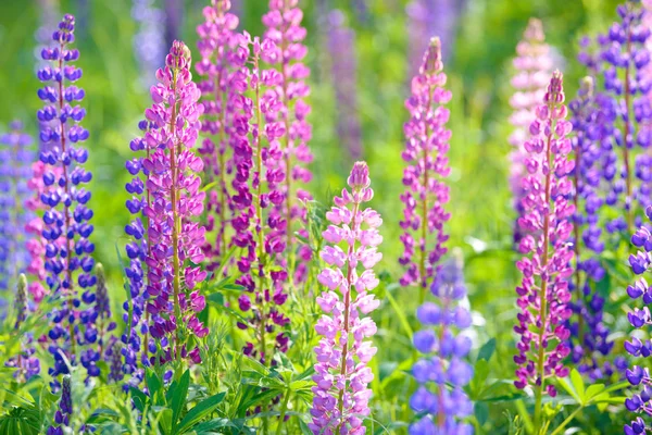 Lupinus, lupin, Lupin fältet med rosa lila och blå blommor — Stockfoto