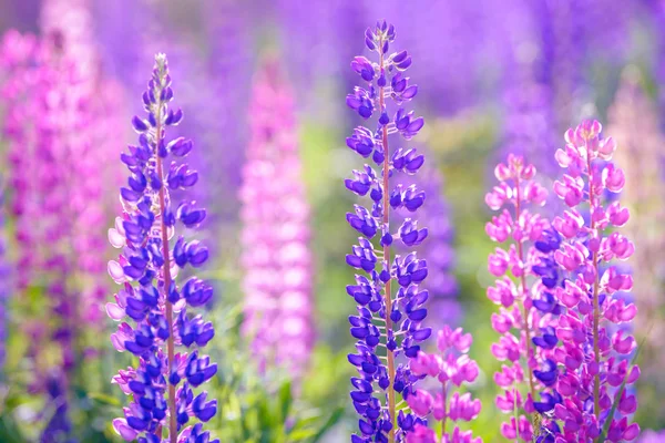 Lupinus, lupin, acı bakla alan pembe mor ve mavi çiçekli — Stok fotoğraf