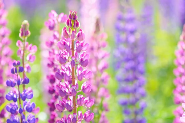 Lupinus, lupin, Lupin fältet med rosa lila och blå blommor — Stockfoto