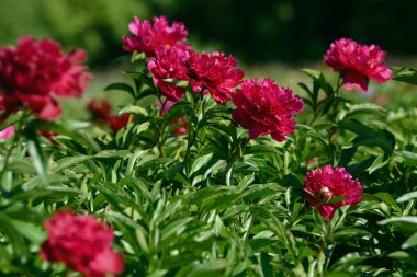 Şakayık çiçeği. Bahçede açan kırmızı beyaz ve mor şakayık çiçekleri. Çoklu renkli şakayıklar makro yakın çekim arkaplanı.