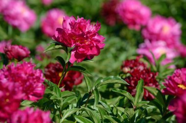 Şakayık çiçeği. Bahçede açan kırmızı beyaz ve mor şakayık çiçekleri. Çoklu renkli şakayıklar makro yakın çekim arkaplanı.