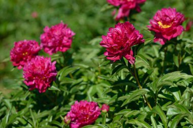 Şakayık çiçeği. Bahçede açan kırmızı beyaz ve mor şakayık çiçekleri. Çoklu renkli şakayıklar makro yakın çekim arkaplanı.