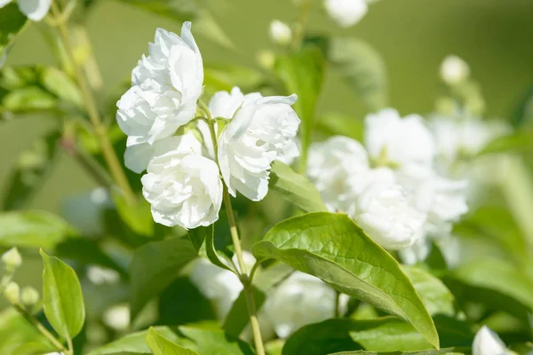 Primer Plano Flores Jazmín Blanco Jardín Arbusto Jazmín Con Flores —  Fotos de Stock