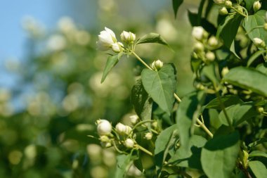 Bahçedeki yasemin çiçeklerini kapatın. Güneşli yaz gününde yasemin çalısı açıyor. Doğa arkaplanı.