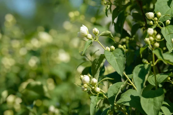 Zamknij Białe Kwiaty Jaśminu Ogrodzie Kwitnący Krzak Jaśminu Słoneczny Letni — Zdjęcie stockowe