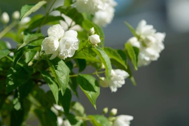Bahçedeki yasemin çiçeklerini kapatın. Güneşli yaz gününde yasemin çalısı açıyor. Doğa arkaplanı.