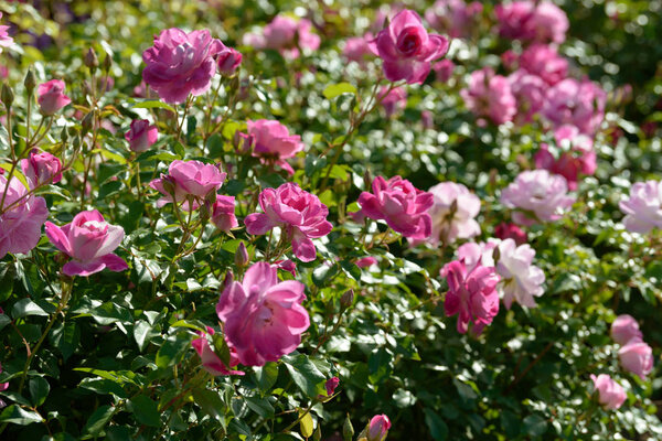 Natural bouquet of rose bushes growing in the garden. Multi-colored roses blooming in the natural environment. Beautiful flowering plant.