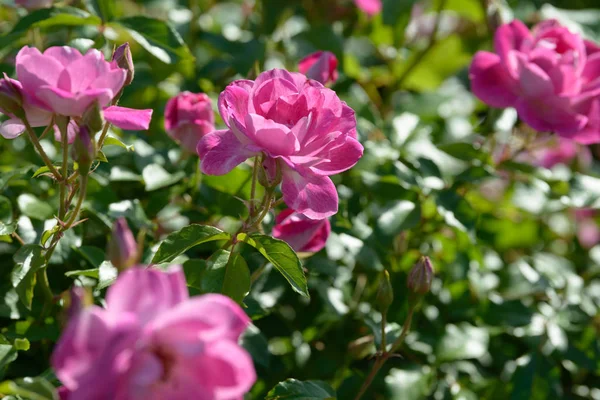 Natürliches Bouquet Von Rosensträuchern Die Garten Wachsen Bunte Rosen Blühen — Stockfoto
