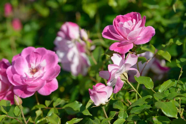 Natürliches Bouquet Von Rosensträuchern Die Garten Wachsen Bunte Rosen Blühen — Stockfoto