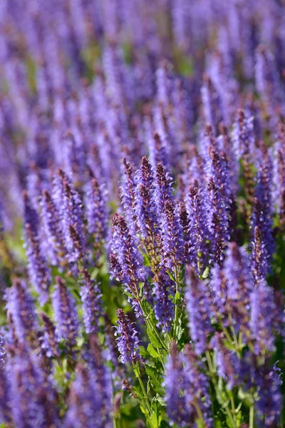 Flores Lavanda Arbusto Floreciente Creciendo Campo Floreciente Inflorescencia Lavanda Hermosa — Foto de Stock