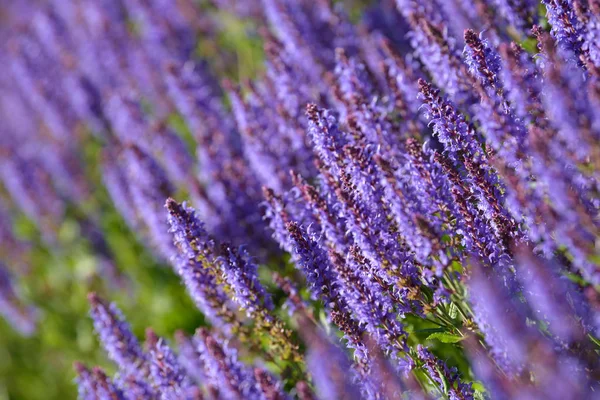 Flores Lavanda Arbusto Floreciente Creciendo Campo Floreciente Inflorescencia Lavanda Hermosa —  Fotos de Stock