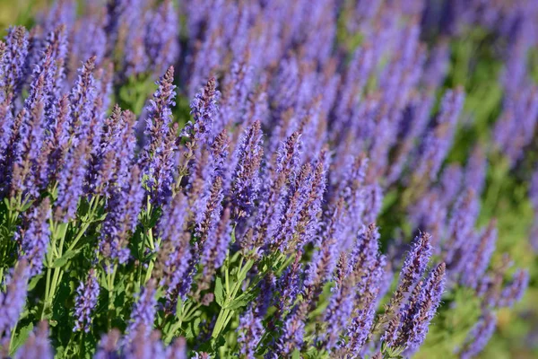 Lavendelbloemen Bloeiende Struik Groeit Het Veld Bloeiende Lavendel Bloeiwijze Van — Stockfoto