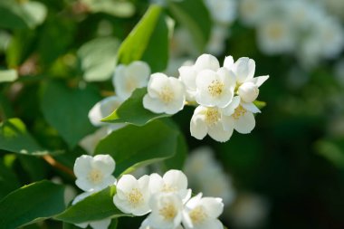 Bahçedeki yasemin çiçeklerini kapatın. Güneşli yaz gününde yasemin çalısı açıyor. Doğa arkaplanı.