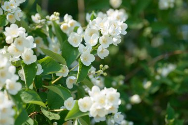 Bahçedeki yasemin çiçeklerini kapatın. Güneşli yaz gününde yasemin çalısı açıyor. Doğa arkaplanı.
